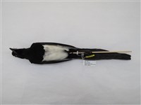 藏品(喜鵲)的圖片